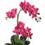 Phalaenopsis 23 po avec 3 bourgeons et fougère en pot terre cuite