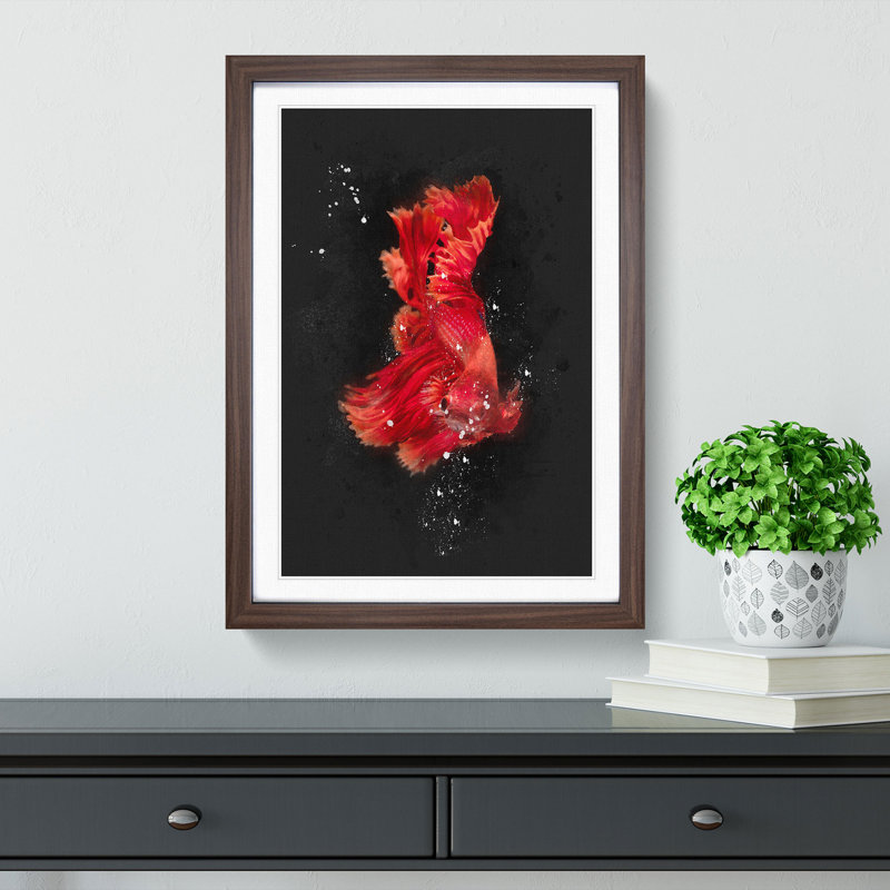 Red Siamese Fighting Fish - Picture Frame Graphic Art Print, Walnut Framed, 63cm H x 45cm W x 2cm D