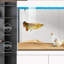 Aquarium Arowana-806831878
