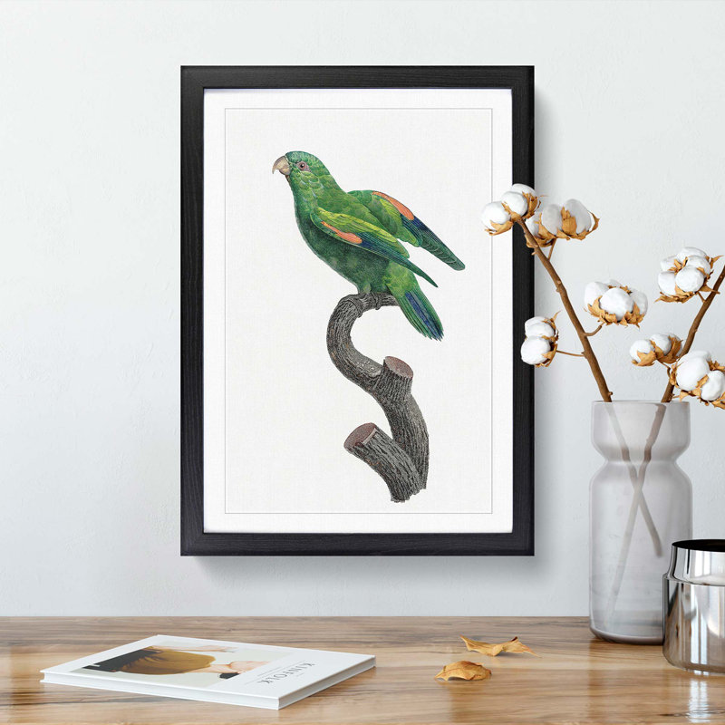 Marigold Lorikeet by F. Levaillant - Picture Frame Painting Print, Black Framed, 36cm H x 27cm W x 2cm D