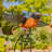 Aaralyn Weather Resistant Metal Animals Garden Stake