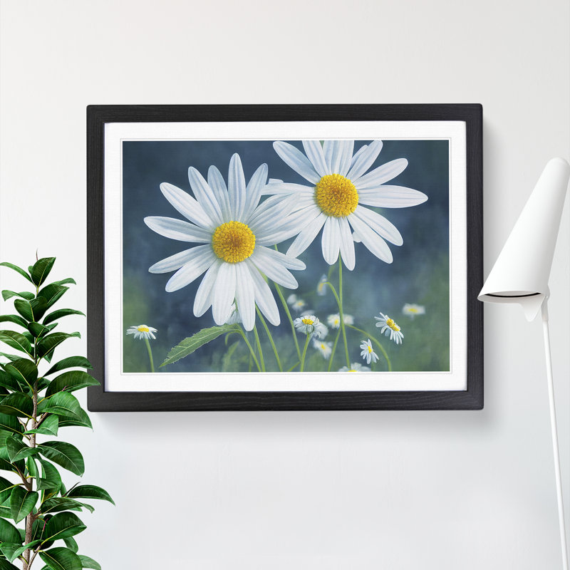 Pretty Daisy Flowers - Framed Print, Black Framed, 46cm H x 64cm W x 2cm D