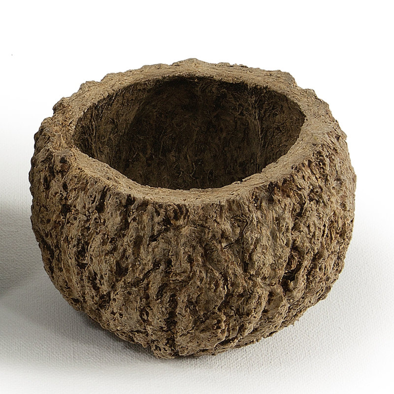 Noix de coco maya entièrement naturelle, séchée, Naturel