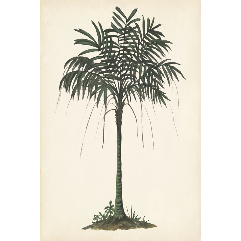 Palm Tree Study II - Wrapped Canvas Art Prints, 46cm H x 30cm W x 3.8cm D