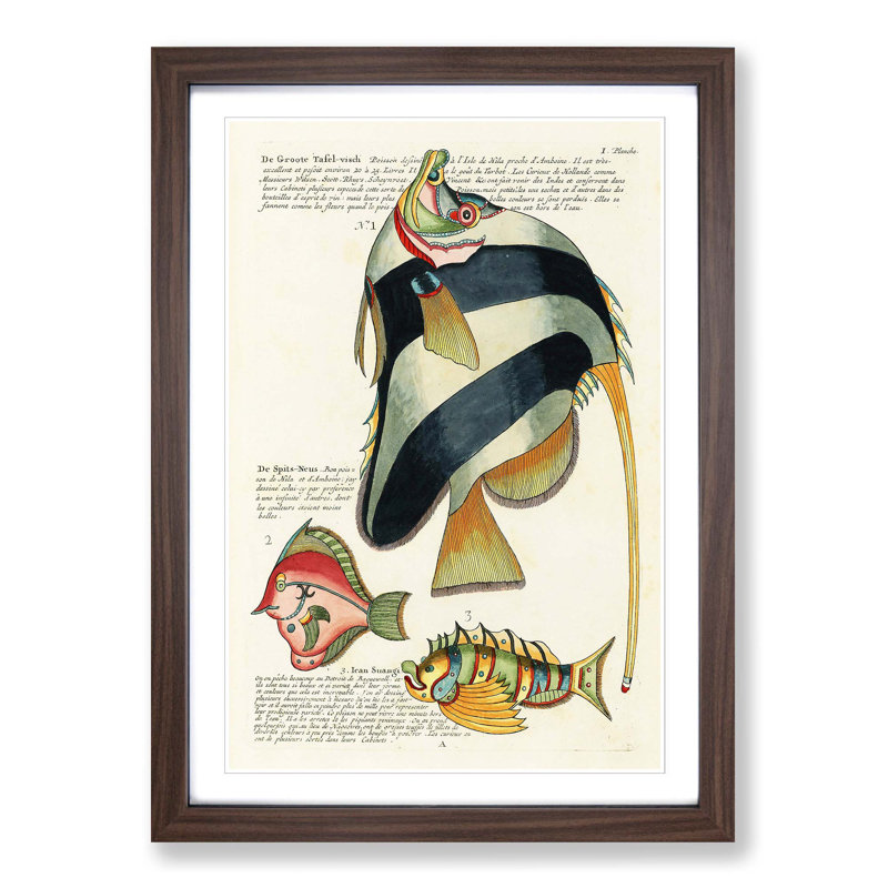 East Indies Fish Illustrations I by Louis Renard - Picture Frame Graphic Art Print, 36cm H x 27cm W x 2cm D, Walnut Framed