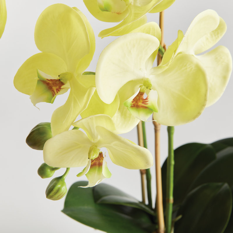 Phalaenopsis Orchid Drop-In – 23", Yellow