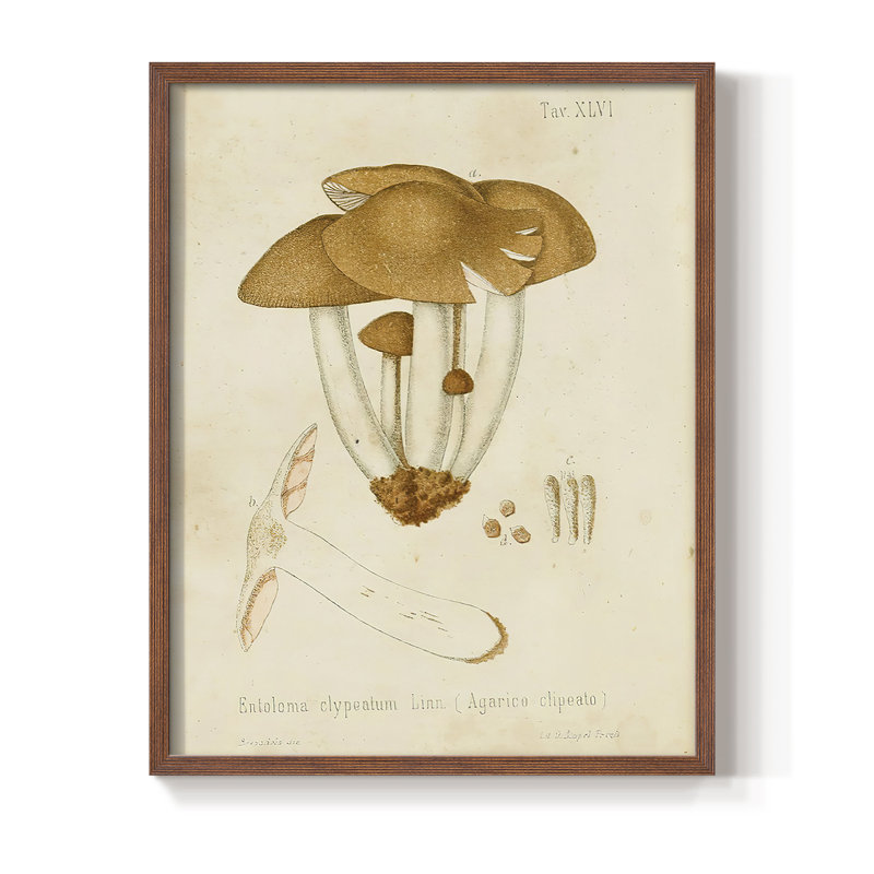 Reproduction encadrée champignon V Variétés - bois massif, Brun, H 14 po x l 11 po