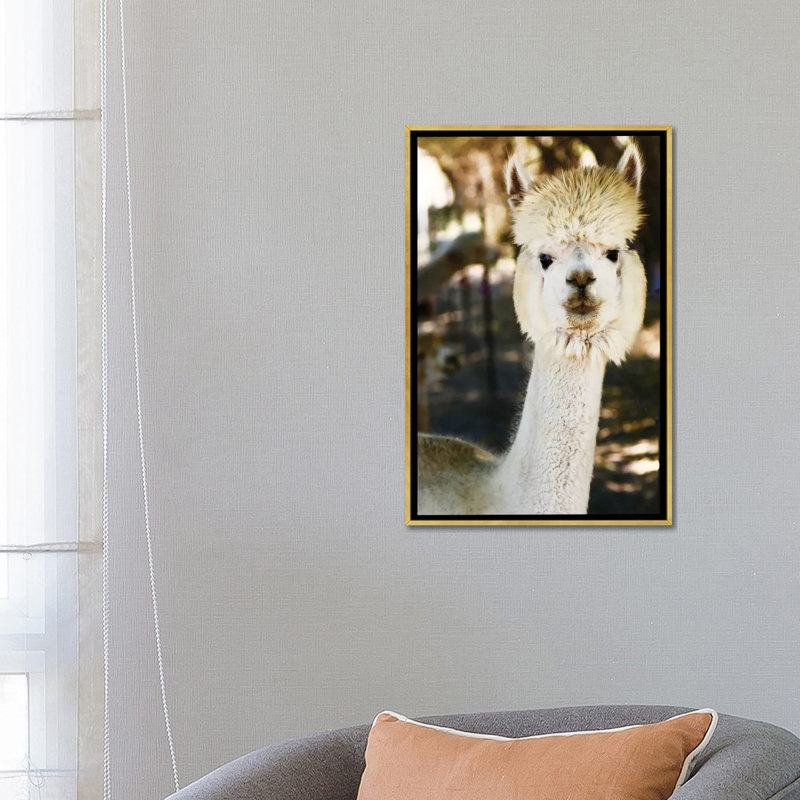 «White Furry Alpaca» par Susan Vizvary - reproduction d'art, H 26 po x l 18 po x 1,5 po, Toile encadrée d'or, Aucun mat