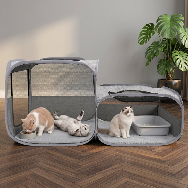 Balle de chat super motorisée Chiping Centipede Motion Wake-Up, jouet interactif pour chats qui s'ennuient