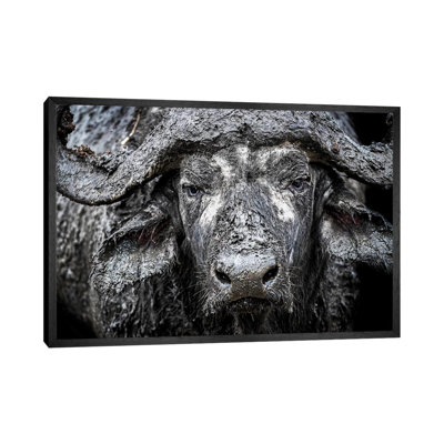Closeup Muddy Cape Buffalo II by Susan Schmitz - Print on Canvas