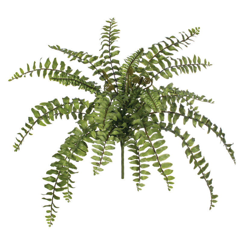 Plante de boston douille