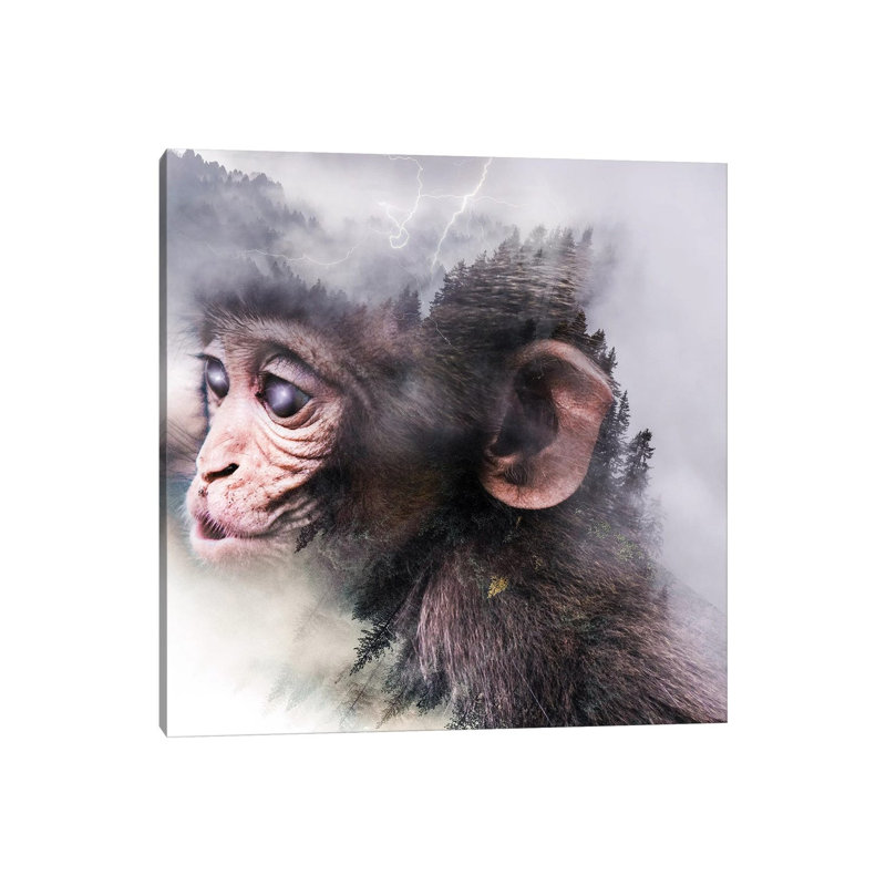 Monkey by Paul Haag - Print on Canvas, 45.72 cm H x 45.72 cm W x 1.91 cm D, Wrapped Canvas