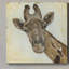 Motif de girafe - reproduction sur toile tendue-2075276054