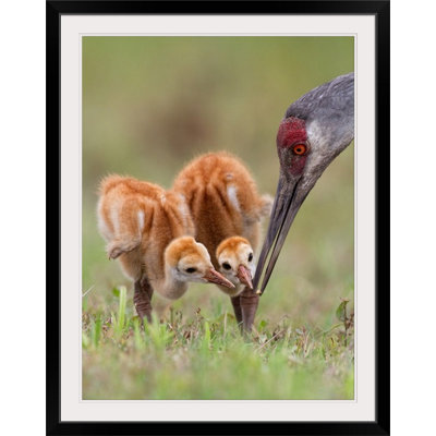 «Sandhill Crane with Chicks» par Alfred Forns, reproduction de photo de Straub