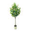150cm Plant