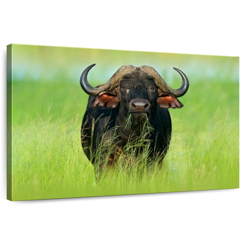 Eating Buffalo, 32" H x 48" W