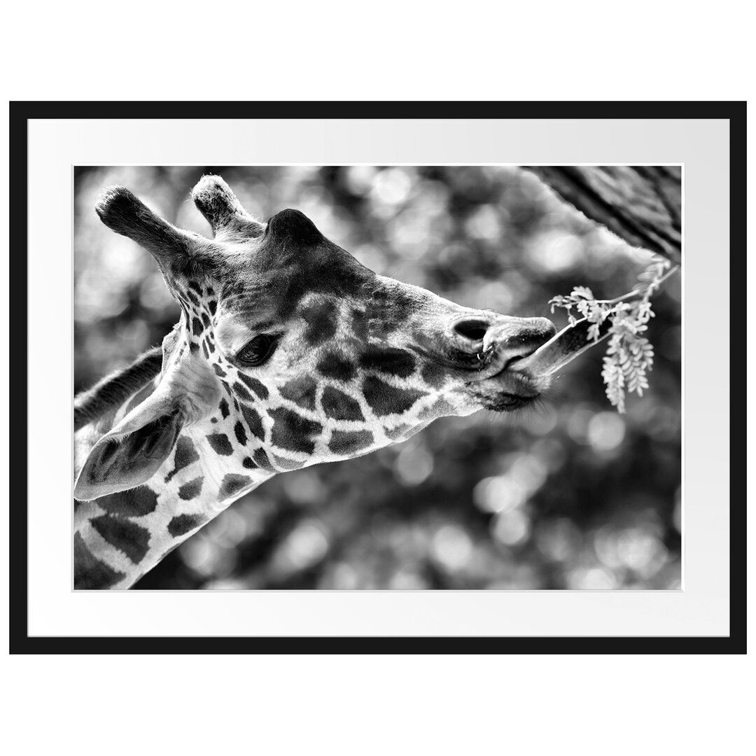 Gerahmtes Poster Giraffe Gesicht