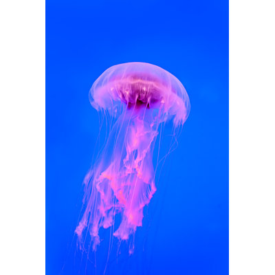 «Jellyfish» par Konstik - Photographie sur toile tendue