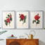 Red Botanical I - reproduction encadrée sur mesure de qualité supérieure mate - 3 pièces-1837228766-1837228764