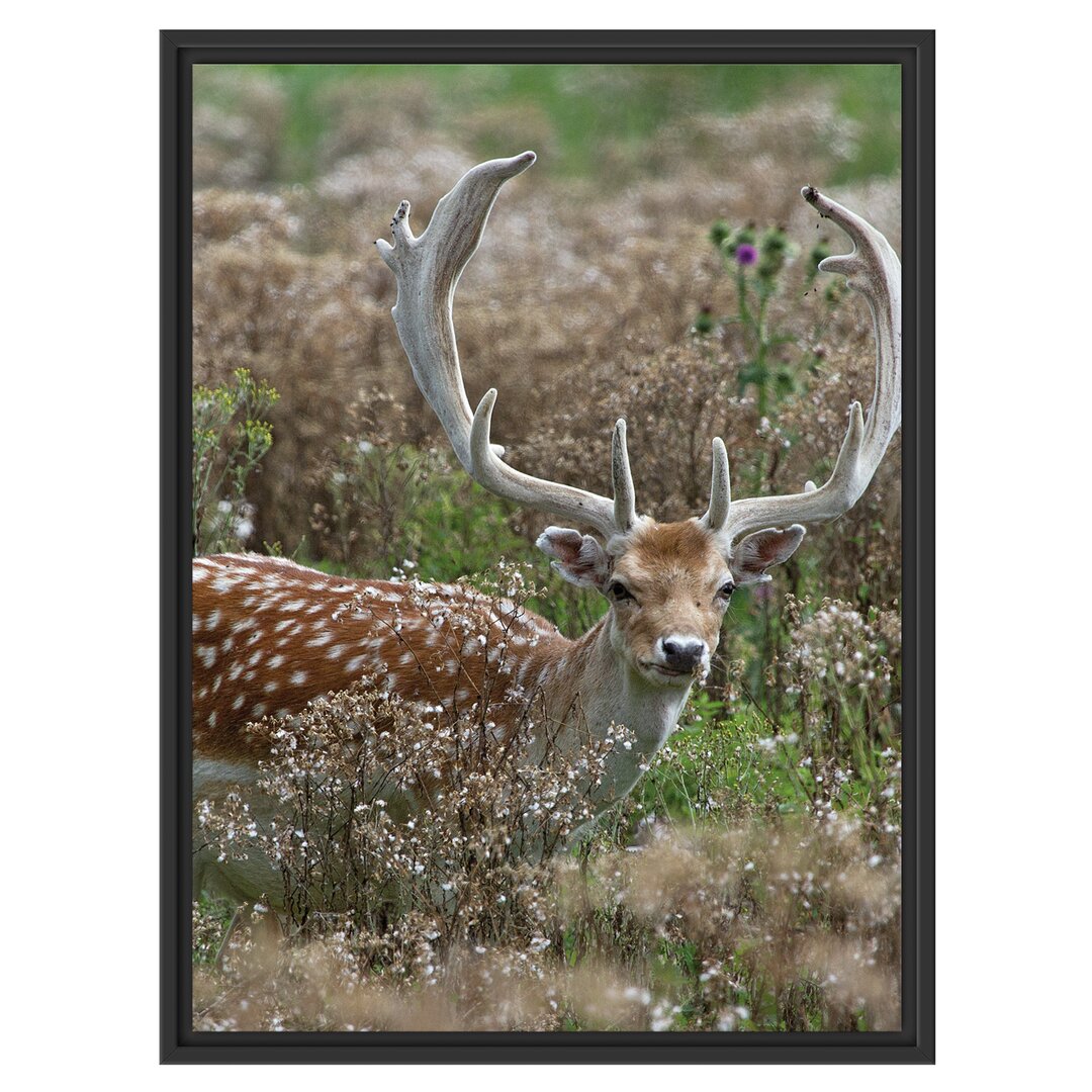 Gerahmtes Wandbild Axishirsch auf Wildwiese