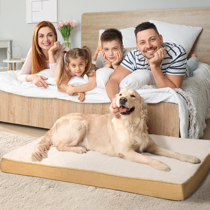  Lit pour chien rectangulaire, H 3 po x l 30 po x P 20 po
