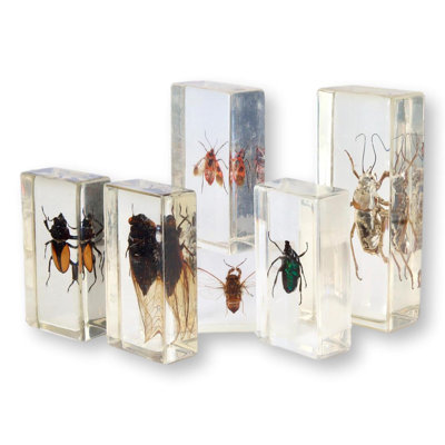 Entomologie, science occupée, échantillons
