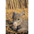 Donkey Foal Lying Down