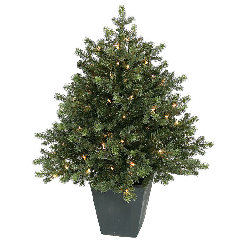 Épinette verte en pot 36 po
