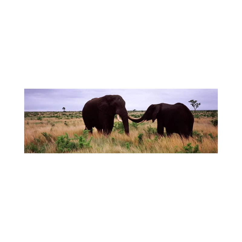 Two African Elephants (Loxodonta Africana) Socialize On The Savannah Plains - Wrapped Canvas Panoramic Print