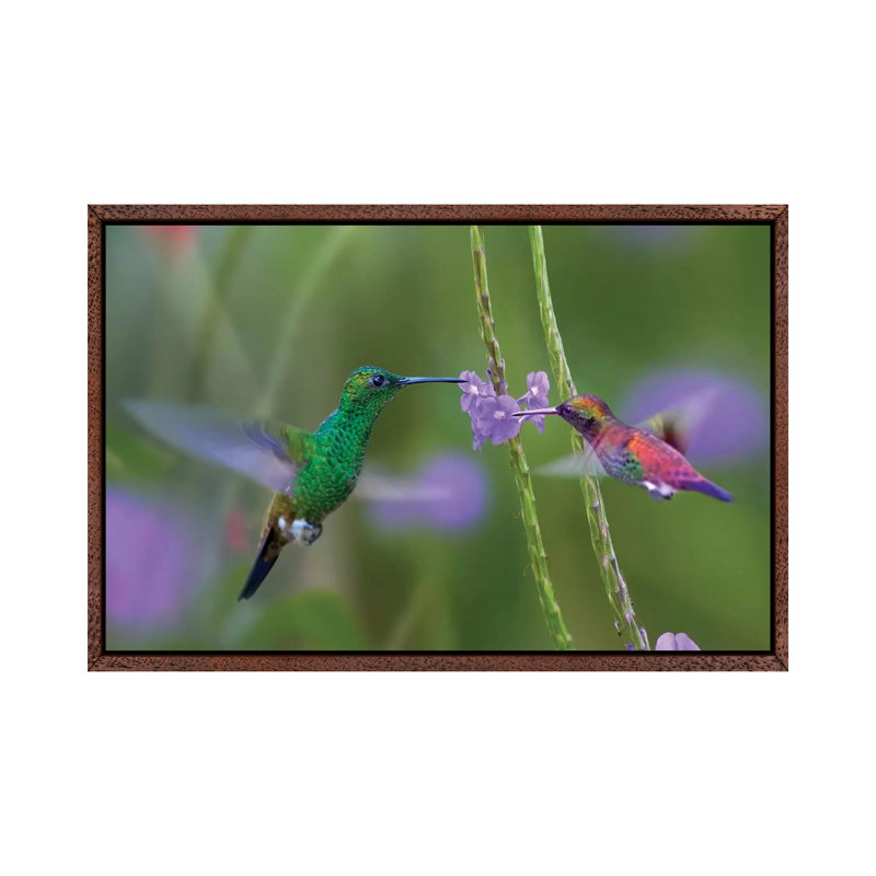 Copper-Rumped Hummingbird And Green-Throated Mango Feeding, Trinidad by Tim Fitzharris - Gallery-Wrapped Canvas Giclée on Canvas