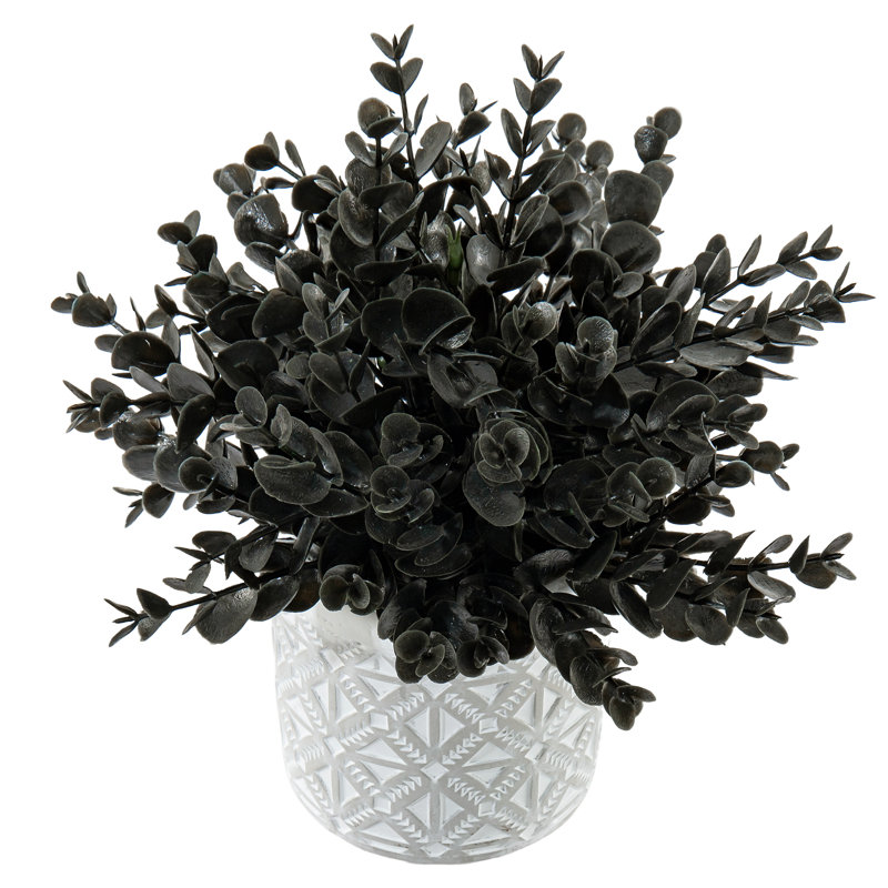 Black Eucalyptus Plant in Cement Pot