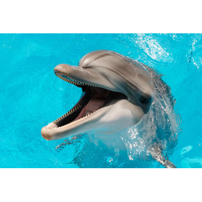 " Bottlenose Dolphin Therapy " by Skvalval