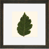 Small Pressed Leaves III Print