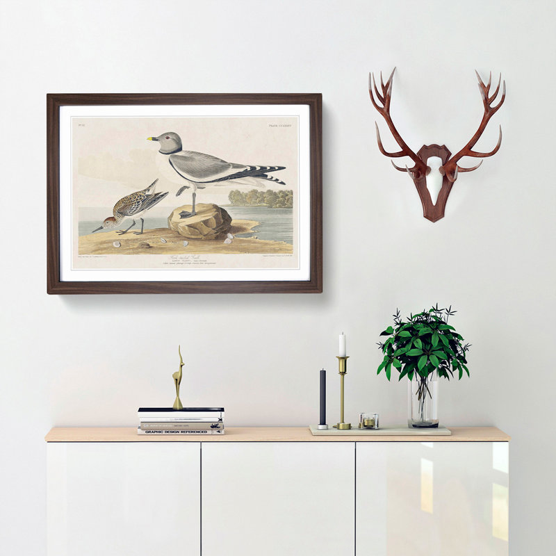Fork-Tailed Gull by John Audubon - Framed Print, 36cm H x 48cm W x 2cm D, Walnut Framed