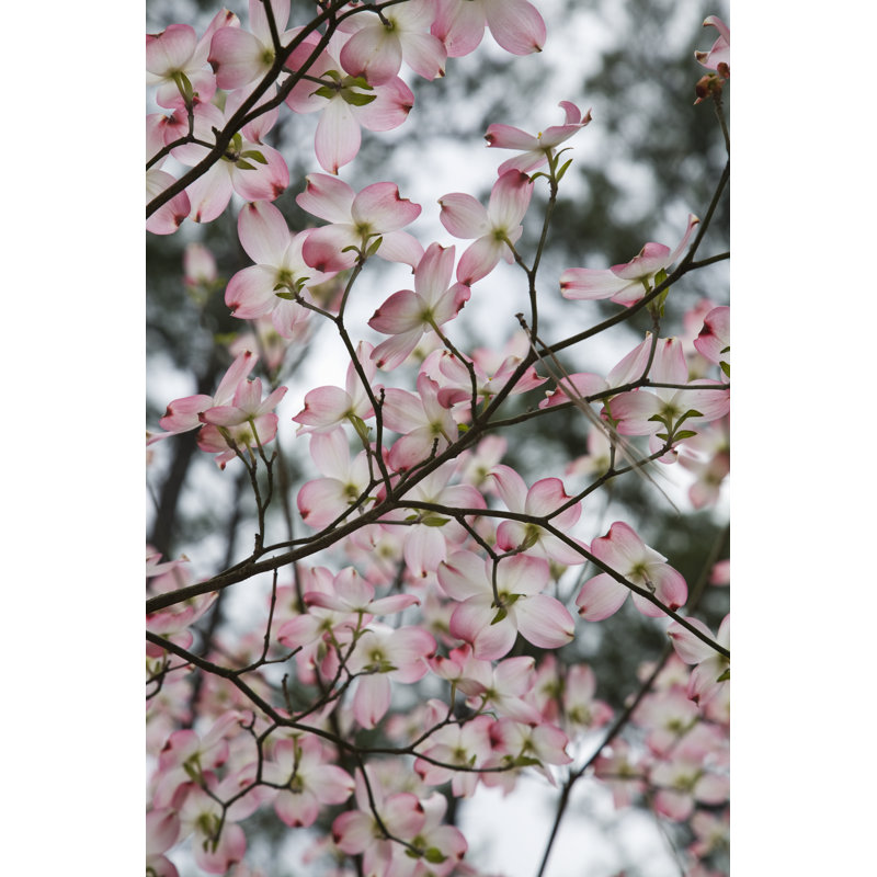 Pink Dogwood, 91cm H x 61cm W