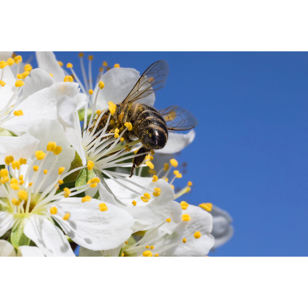 Eine Biene sammelt Pollen von Constantinis - Drucken