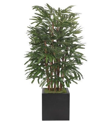 Raphis Palm, Cube Planter Black, 42wx46dx6'h