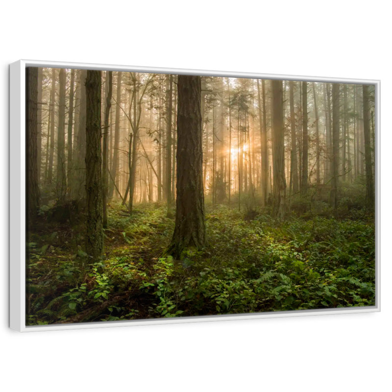 Lever de soleil sur la forêt de l'île Lummi, Cadre flottant blanc, 13 po x 9 po