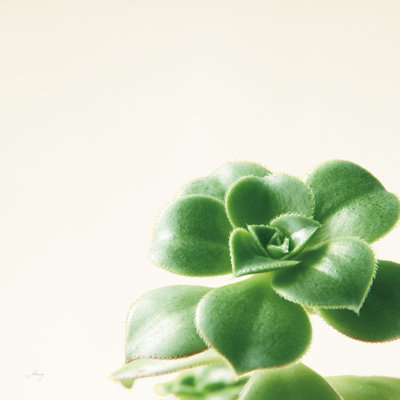 Succulent Simplicity VIII Neutral 1 Piece Wrapped Canvas Wall Art