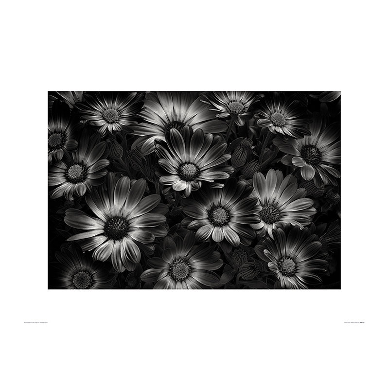 Print on Canvas, Paper