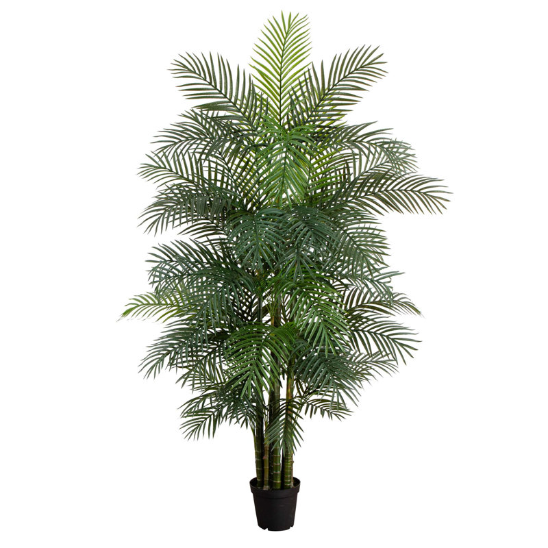 Plante, 96"