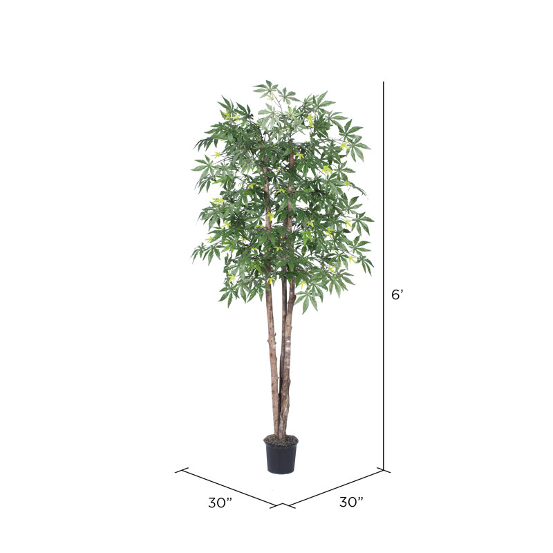 Érable japonais de luxe en pot