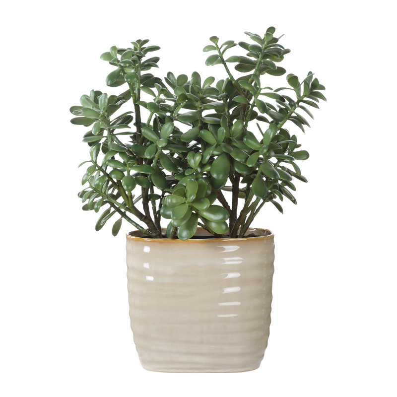 Winslow Accent Plant