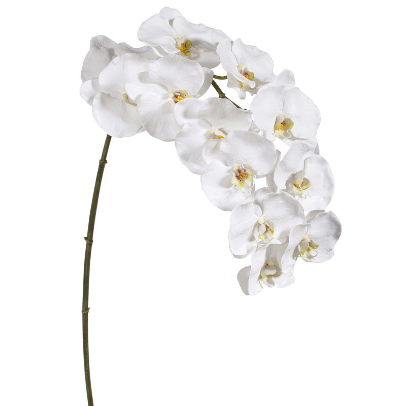 Orchidée phalaenopsis blanche 44 po x12 (2 tiges par boîte)