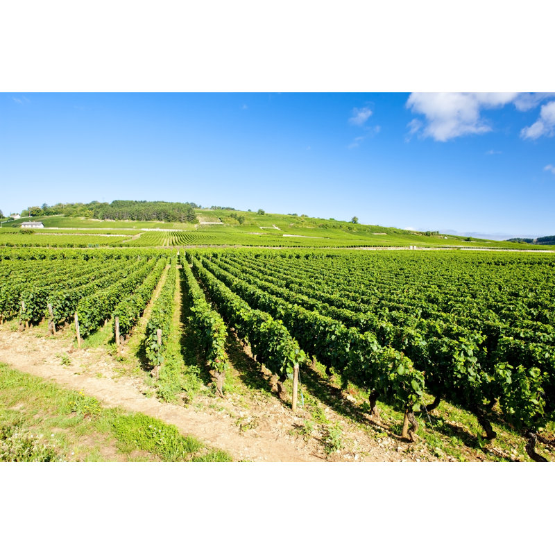 Vineyards In Burgundy - Wrapped Canvas Print, 20cm H x 30cm W