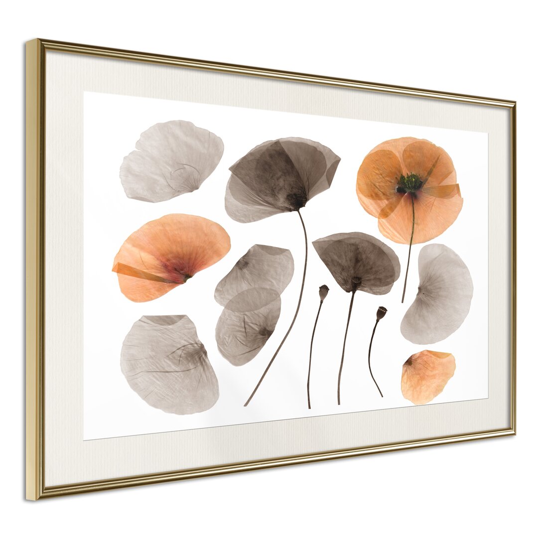 Gerahmtes Poster Dried Poppies