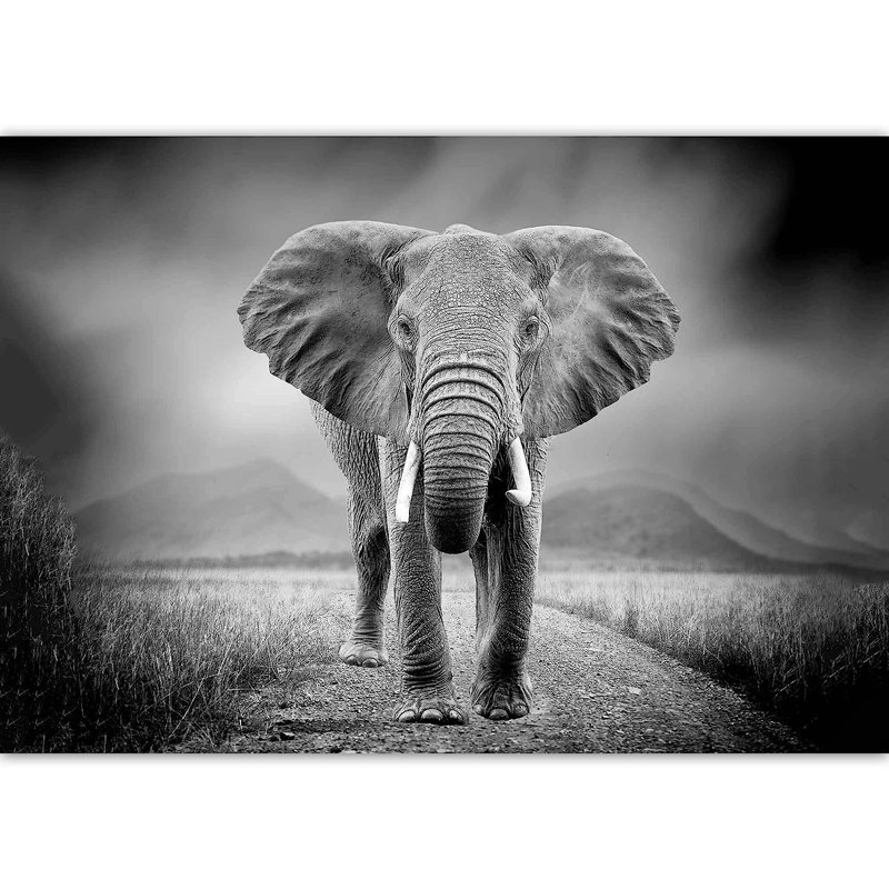 Animal Peel & Stick Border, 66" L x 96" W