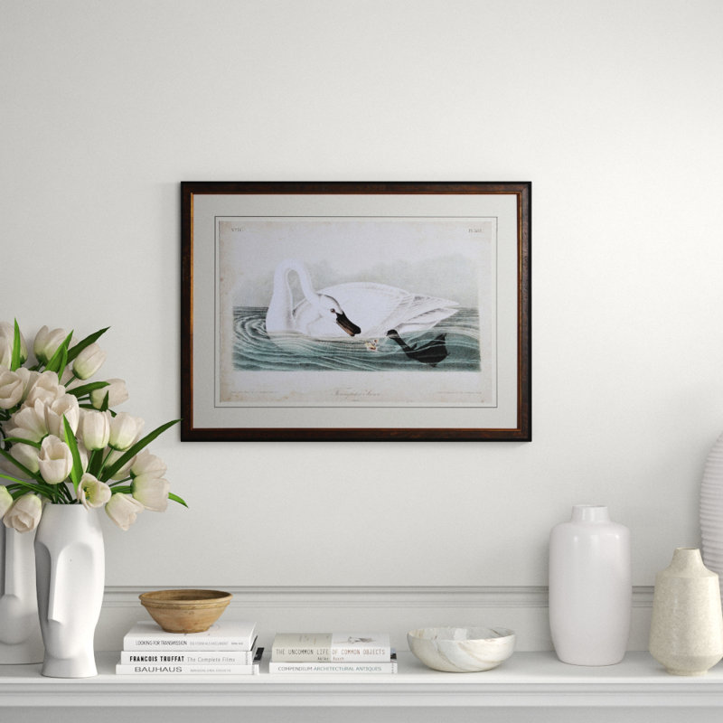 Swan I Print by Audubon