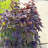 Madera Plant