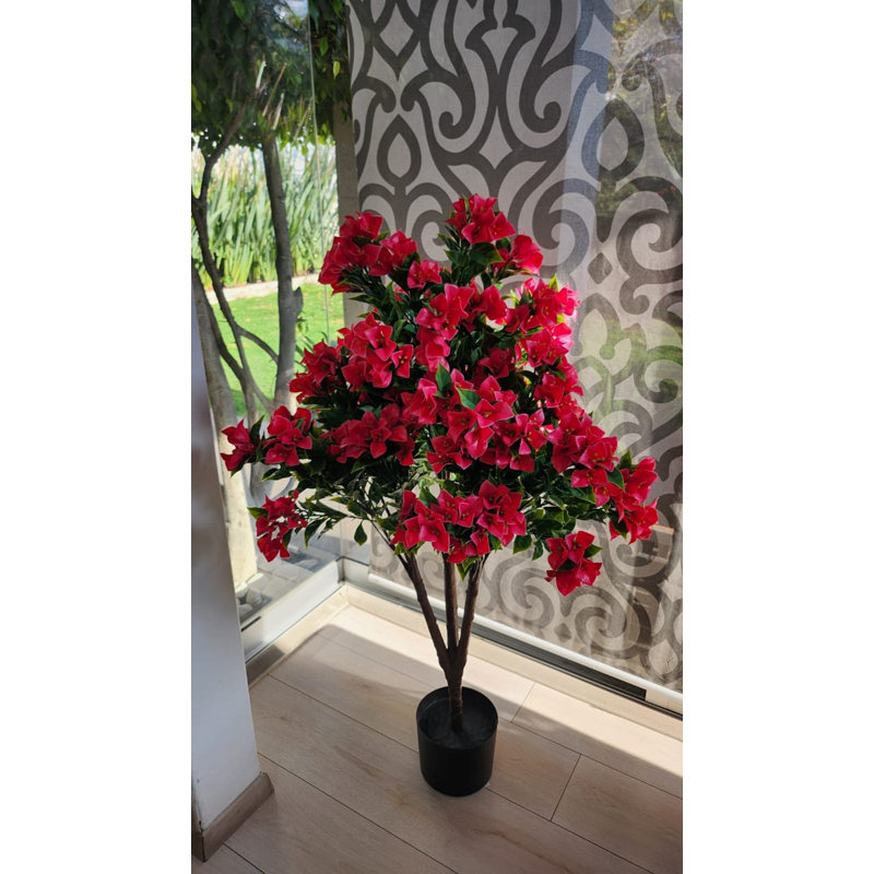 Bougainvillée plante d'extérieur / d'intérieur
